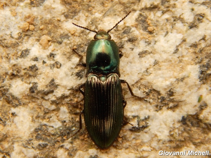 Selatosomus aeneus